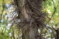 Thorn tree stem fragment with many long prickles Royalty Free Stock Photo