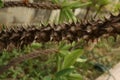 Thorn on tree trunk,focus at thorn texture