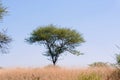 THORN TREE WITH AN UMBRELLA SHAPED CROWN AGAINST BLUE SKY AND DORMANT GRASS