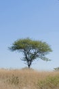 THORN TREE WITH UMBRELLA SHAPED CROWN AGAINST BLUE SKY AND DORMANT GRASS