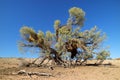 Thorn tree and weaver nests Royalty Free Stock Photo