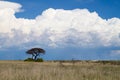 Thorn tree and white thunder clouds Royalty Free Stock Photo