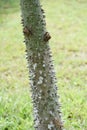 Thorn on trunk