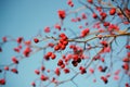 Thorn twigs with berries Royalty Free Stock Photo