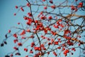 Thorn Twigs With Berries
