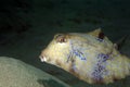 Thornback boxfish