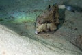 Thornback boxfish
