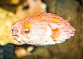 Thornback boxfish tetrasomus gibbosus