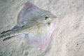 Thornback ray lying on the seabed