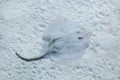 Thornback ray (Raja clavata).