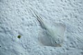 Thornback ray (Raja clavata).