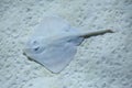 Thornback ray (Raja clavata).