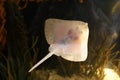 Thornback Ray - Raja clavata