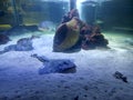 Thornback ray (Raja clavata) taken in an aquarium