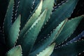 Thorncrest Century Agave Plant In Dark Blue Green Tone Color Natural Abstract Pattern Background Royalty Free Stock Photo