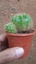 Thorned baby cactus plant Royalty Free Stock Photo