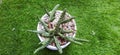 A Thorned Mini Cactus in Pot on Grass in Bird View