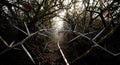 Thorned Path - A Dark Forest Tunnel of Sharp Branches and Dim Light Royalty Free Stock Photo