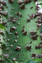 Thorned tree bark background