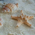 Thorney Starfish on soft sand Royalty Free Stock Photo