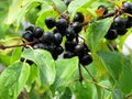 Thornhill common buckthorn berries 2017