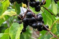 Thornhill common buckthorn berry 2017