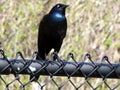 Thornhill Common Grackle 2011