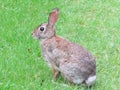 Thornhill eastern cottontail rabbit 2017