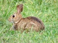 Thornhill eastern cottontail rabbit on the grass September 2017