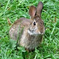 Thornhill eastern cottontail rabbit September 2017