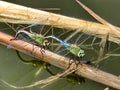 Thornhill pond dragonflies 2017