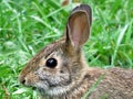 Thornhill portrait of the eastern cottontail rabbit September 2