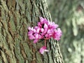 Thornhill Redbud Tree flower 2017