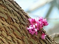 Thornhill the Redbud Tree flower 2017