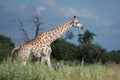 Thornicroft Girafe sanding in the bushveld in South Luangwa National Park, Zambia, Southern AfricaBotsNamibia Masi maraGiraffa