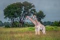 Thornicroft Girafe sanding in the bushveld in South Luangwa National Park, Zambia, Southern AfricaBotsNamibia Masi maraGiraffa