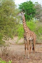 Thornicroft Giraffe feeding from a lush green bush in South Luangwa National Park, Zambia Royalty Free Stock Photo