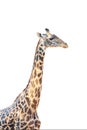 The Thornicroft`s giraffe Giraffa camelopardalis thornicrofti, sometimes known as the Rhodesian giraffe isolated on white