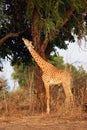 Thornicroft`s giraffe Giraffa camelopardalis thornicrofti, sometimes known as the Rhodesian giraffe standing between two