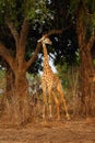 Thornicroft`s giraffe Giraffa camelopardalis thornicrofti, sometimes known as the Rhodesian giraffe standing between two