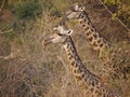 Thornicroft's Giraffes