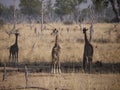 Thornicroft's Giraffes