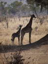 Thornicroft's Giraffes