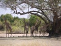 Thornicroft's Giraffes