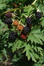 Thornless blackberry branch (Rubus ulmifolius, fruticosus) with ripened and partially ripened large fruits Royalty Free Stock Photo