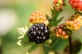 Thornless Blackberry Rubus fruticosus black and ripening fruit