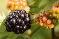 Thornless Blackberry Rubus fruticosus Black Satin fruit Royalty Free Stock Photo