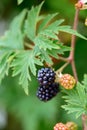 Thornless Blackberry Rubus fruticosus Loch Ness, black fruit