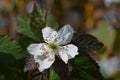 Thornless blackberry Royalty Free Stock Photo