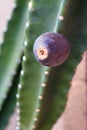 Thornless Cereus Cactus Fruit, closeup